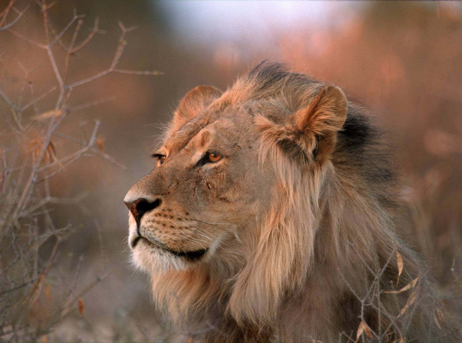 Lion in the wild